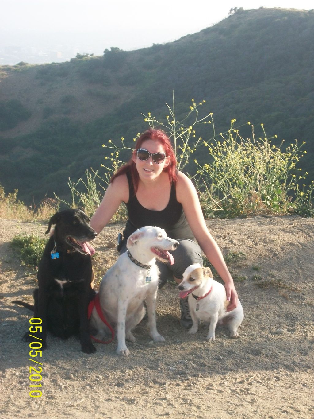 4 Pack Dog Hike