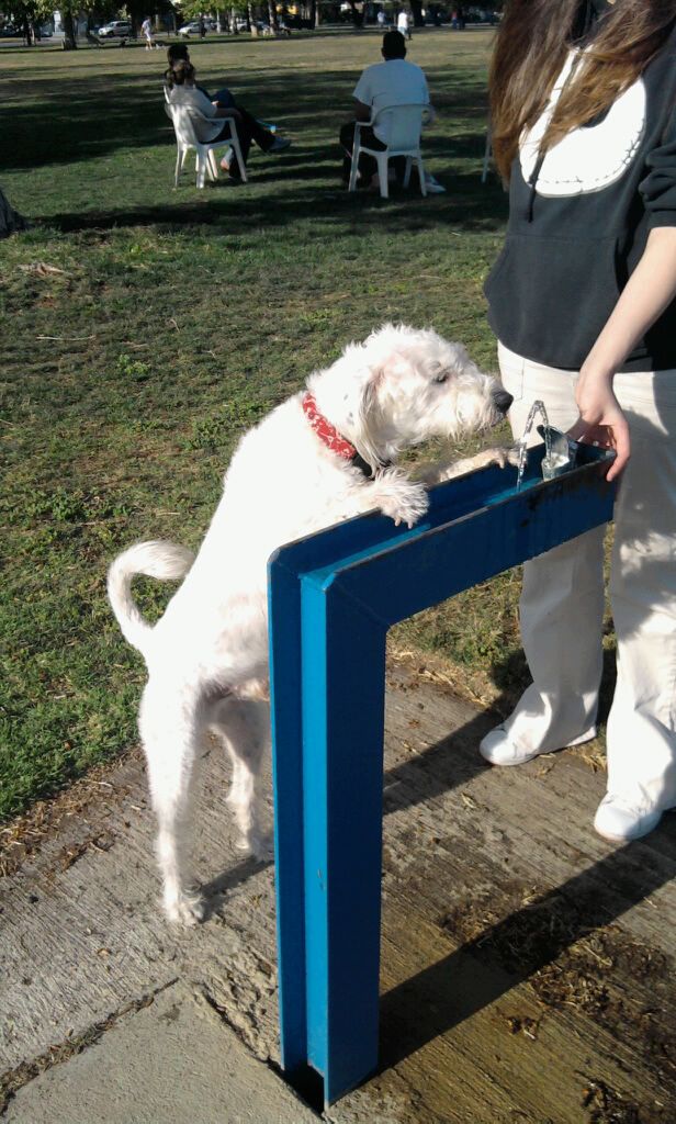 Dog Park need a drink after running with dogs
