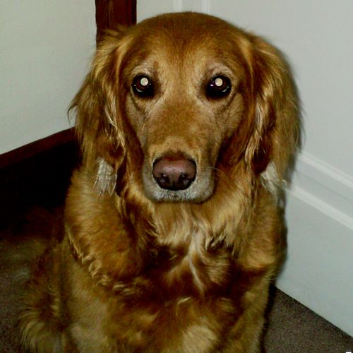 Lilly-6 year old Golden Retriever