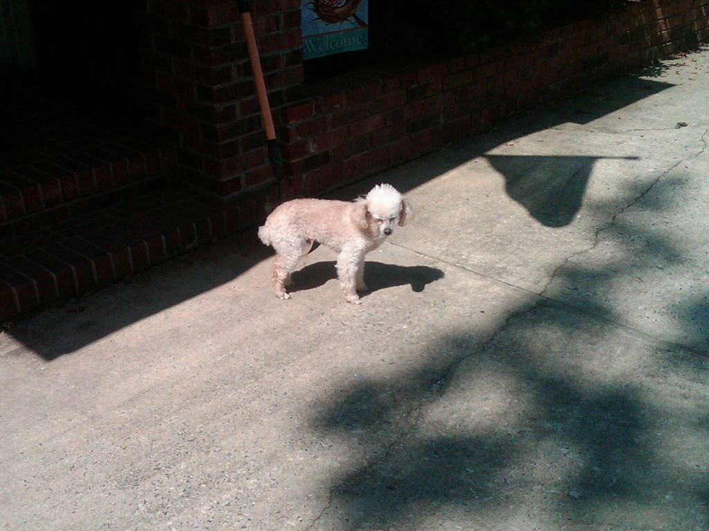 Pet Sitting and Dog Walking Client