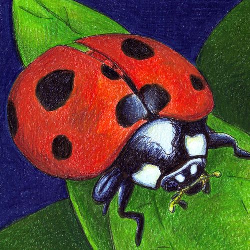Ladybug
Colored Pencil on paper