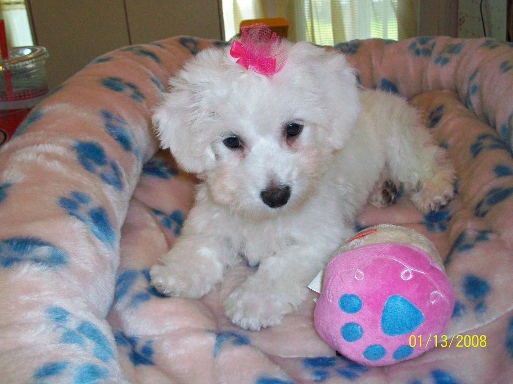 Bichon pup (previous puppy)