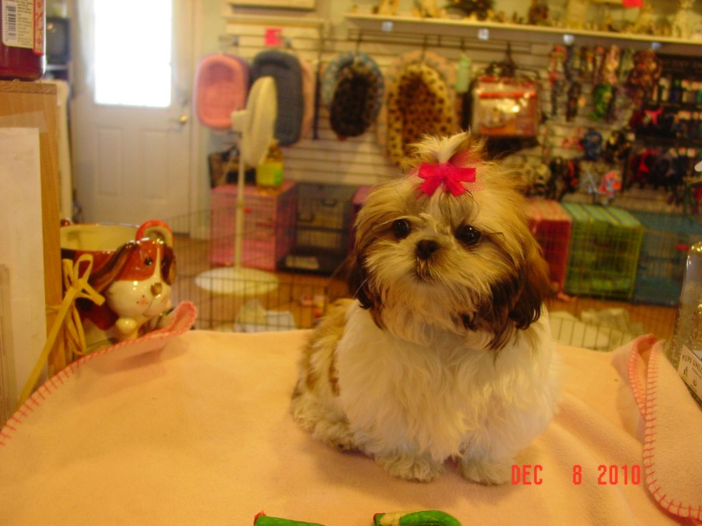 Shih Tzu pup (previous puppy)
