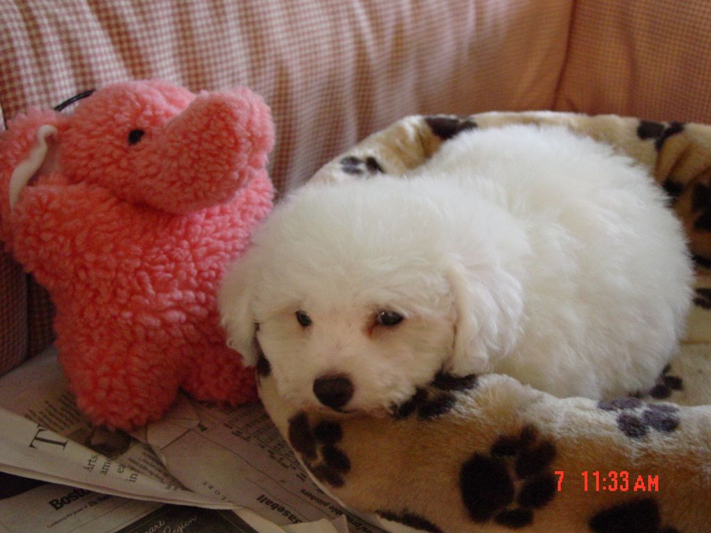 A Beautiful Bessette's Bichon