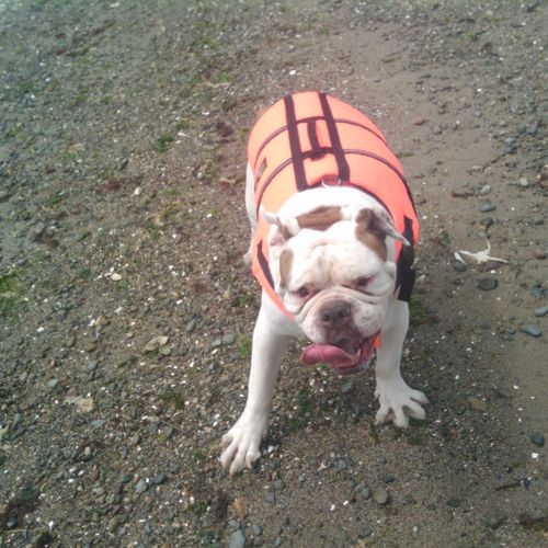 Who says a Bulldog can't swim!