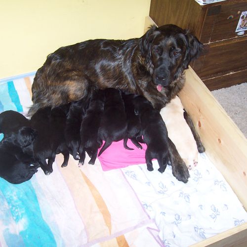 Daisy Mae w/ her (10) puppies!
