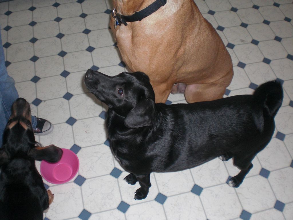 Scooby and Shamous(rescue and placed)