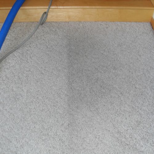 Carpet Cleaning. 
  Have pet stains or high traffi