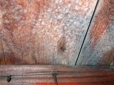 Mold on floor boards looking up from basement