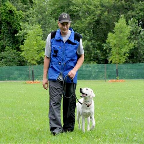 Labrador retriever learning how focus on handler a