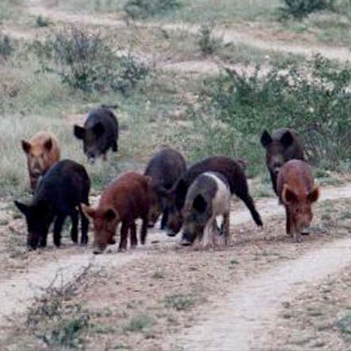 Feral hogs are a problem in Florida.