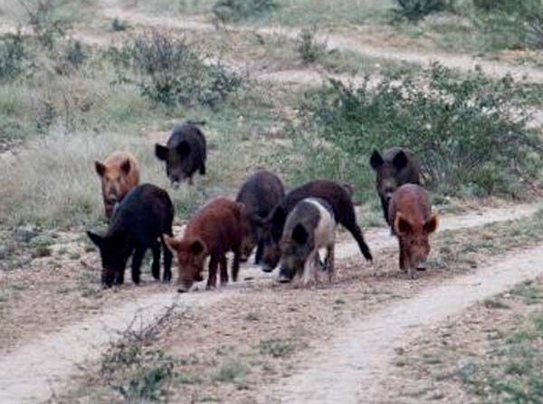 Feral hogs are a problem in Florida.