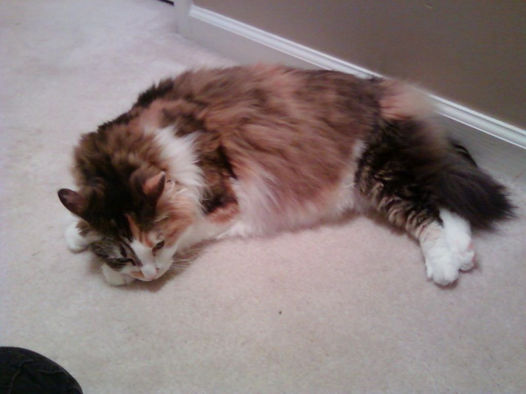 The lovely Tessa! So beautiful!