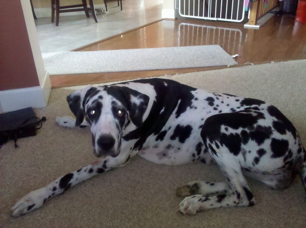 JASMINE THE GREAT DANE! ABSOLUTELY GORGEOUS AND I 