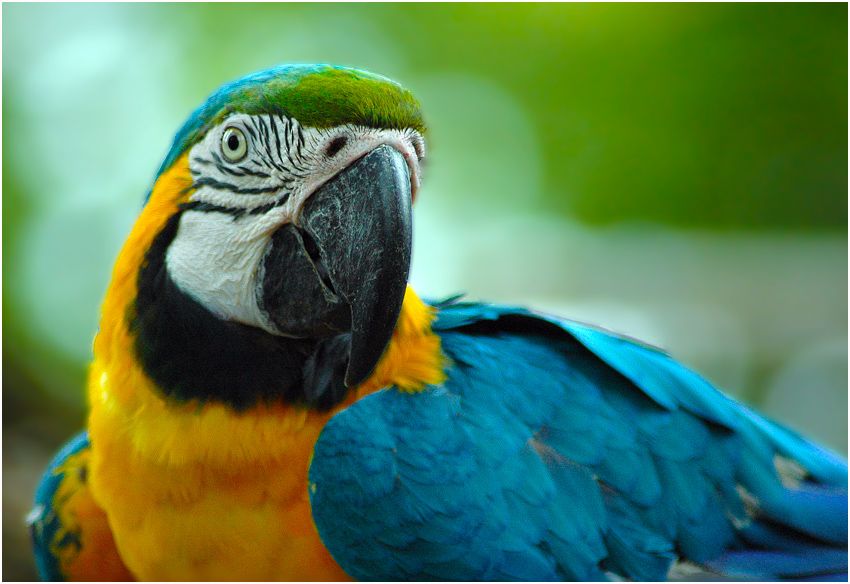 Care for Birds in Thousand Oaks and surrounding ar