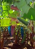 Banana tree sprouting