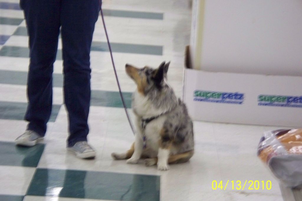 Roscoe, a Sheltie/Corgi Hybrid, is practicing his 