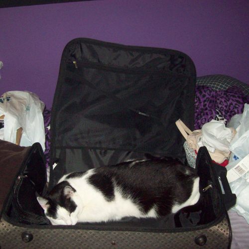 Tippie again in the suitcase.