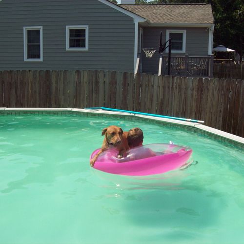 Odie in the pool.