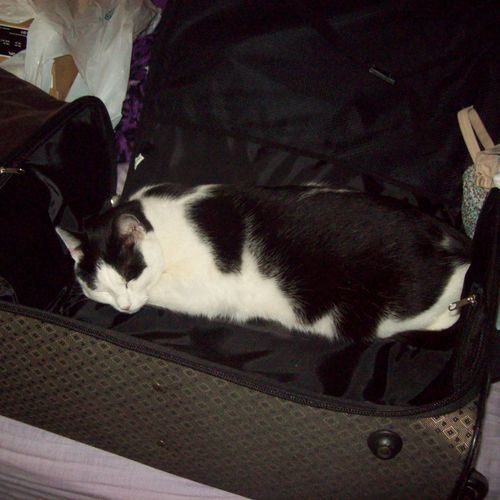 This is Tippie in the suitcase while I was packing