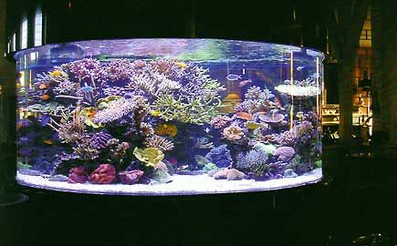 Large reef tank