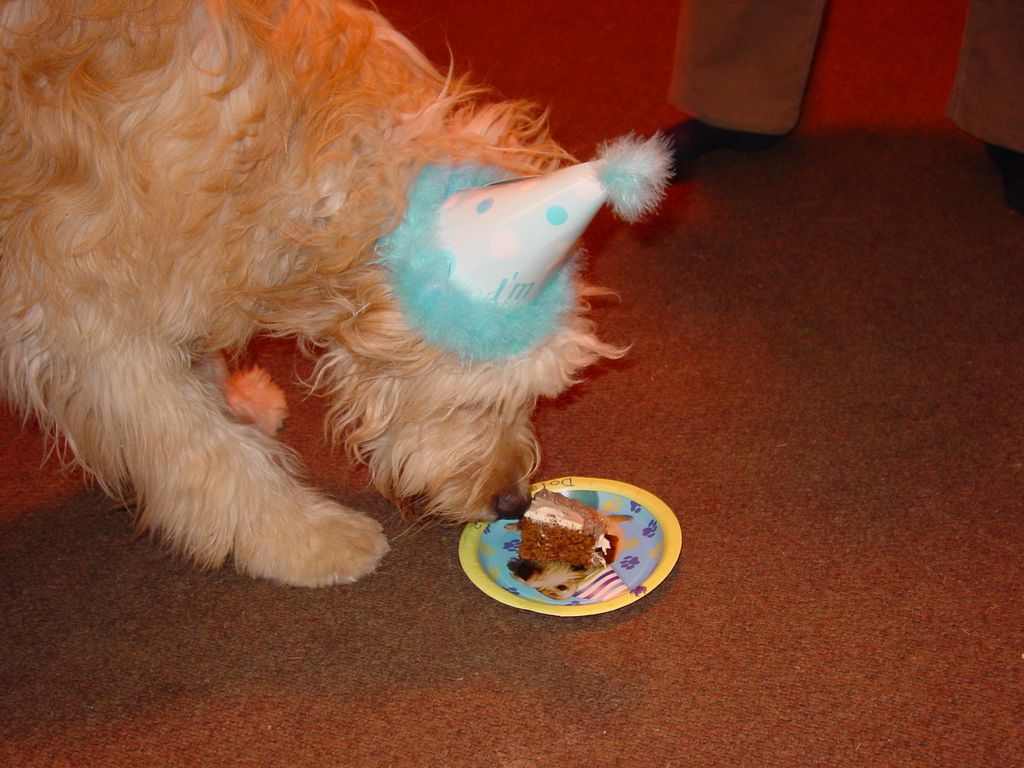 Samson eating his cake