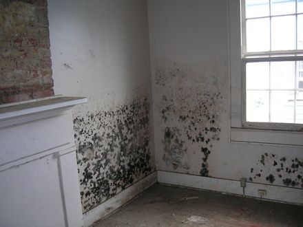 Mold Inspections and Testing