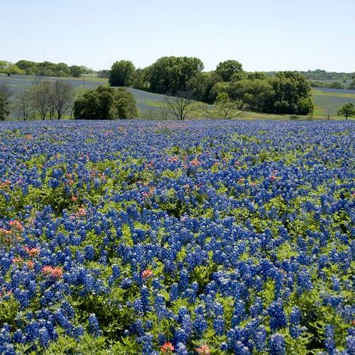 The beauty of the Hill Country on a cool spring da