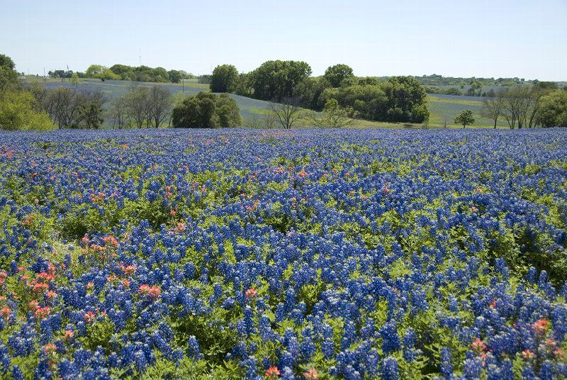 The beauty of the Hill Country on a cool spring da