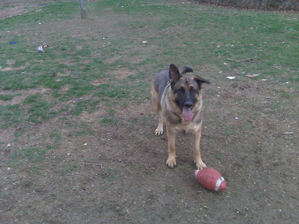 GO STEELERS!!