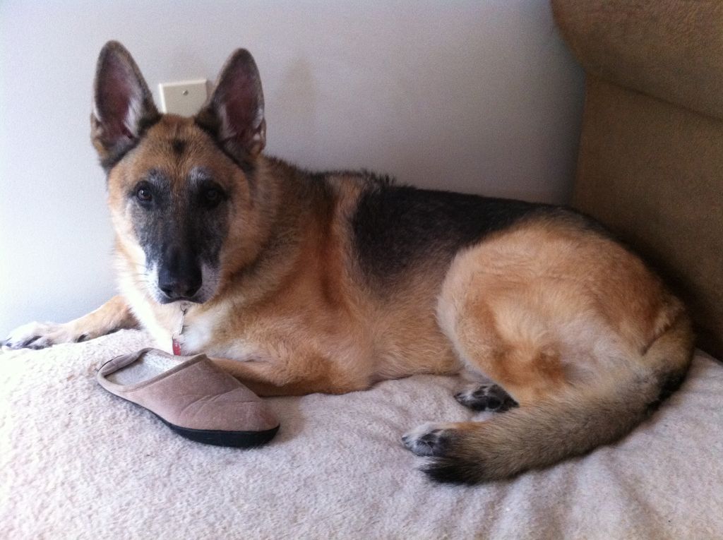 Pittsburgh's Premier Pet Sitting Service