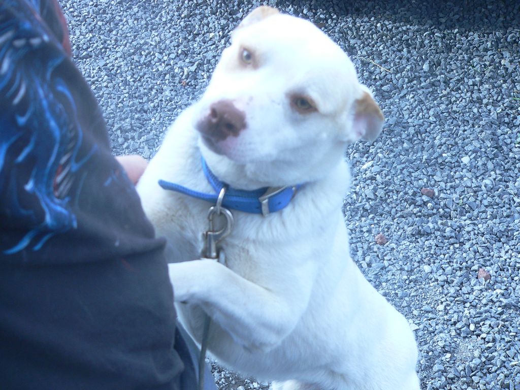 Buddy was abandoned near Mardon outside of Othello