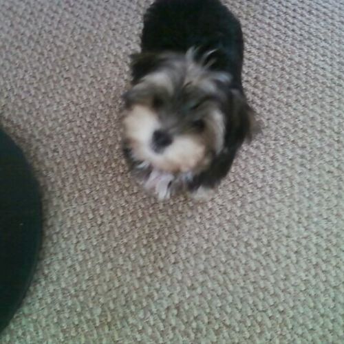 Bug- a cute little Morkie-stays  with us too