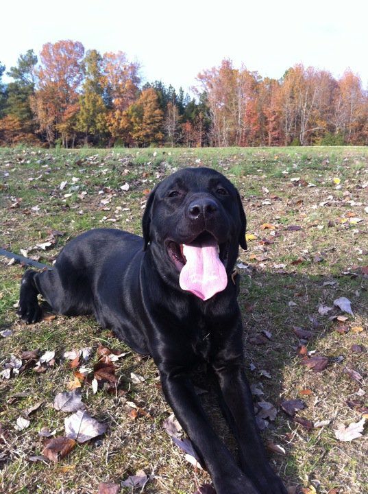 Happily practicing a down stay during obedience pr