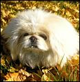 I love New York Dog Nanny, she takes good care of 