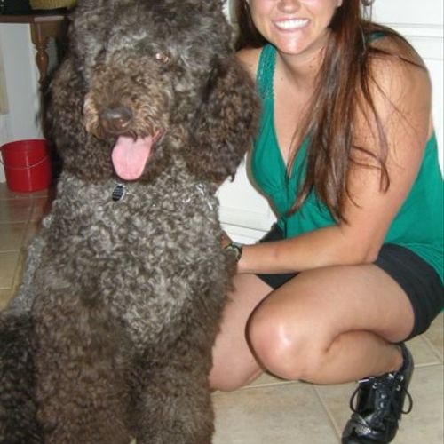 Lucca Pucca!

Standard Poodle at 1.5 years.