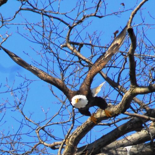 Eagles on the Hudson River