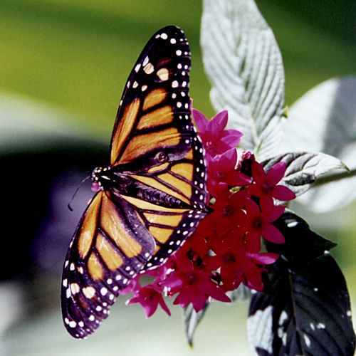 Audubon Butterfly