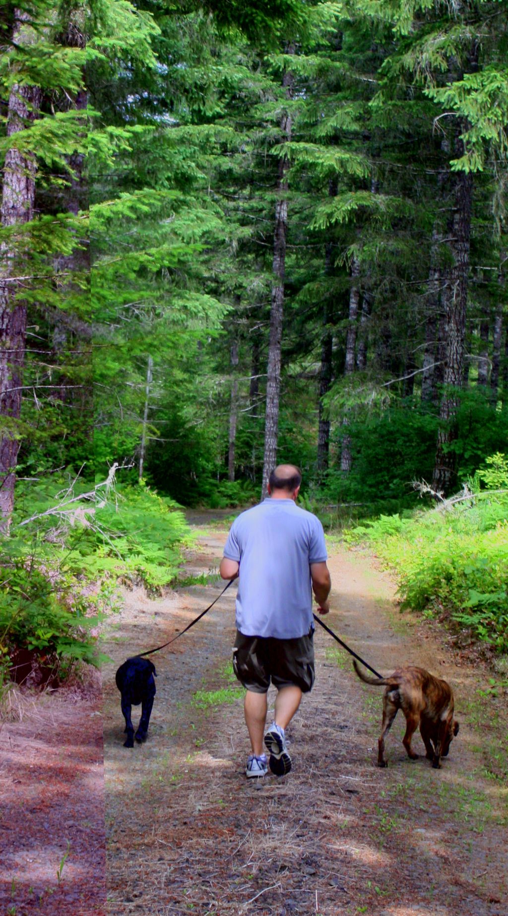 2 mile forest walks available.