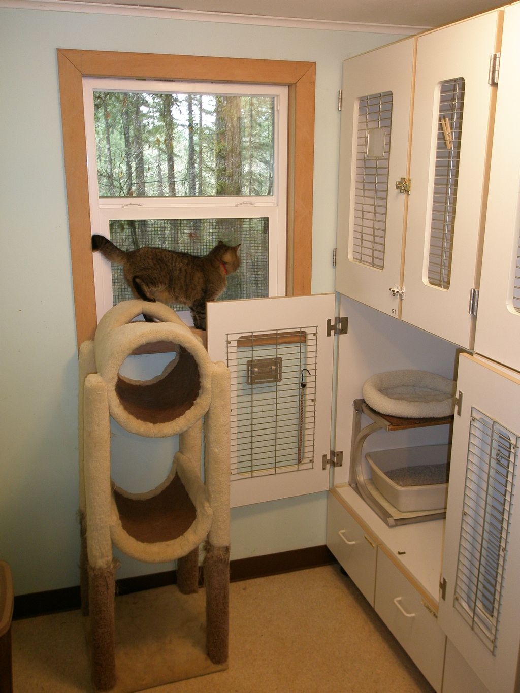 Cattery suite.
Our Cattery is located in its own b