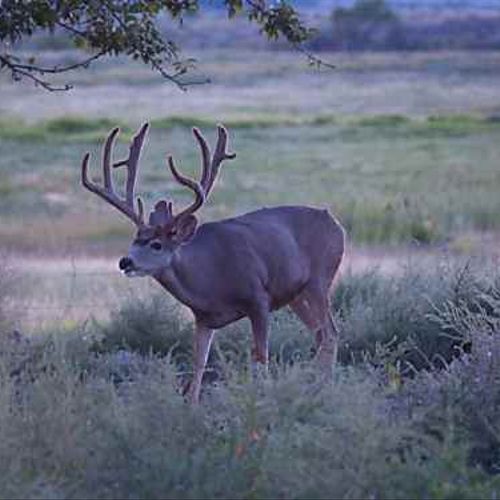 Mule Deer ar our 3rd most requested animal article
