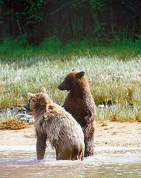 Bear wheather it be Black Bear, Brown Bear or Griz