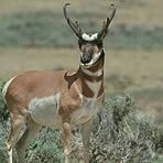 The beauty and the speed of the Pronghorn Antelope