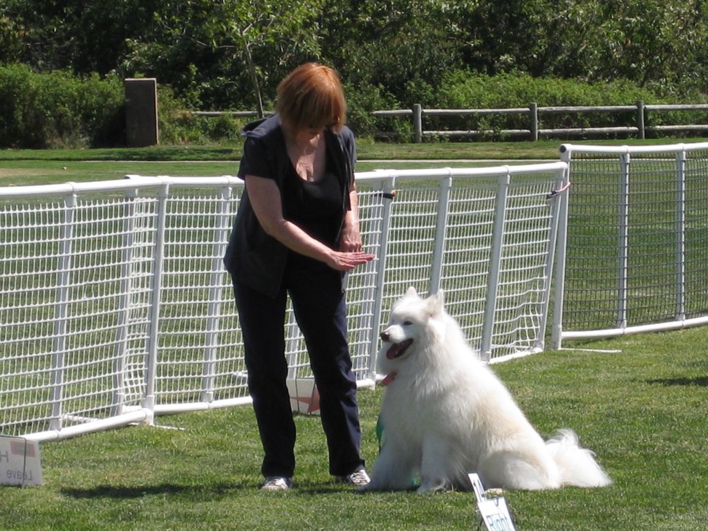 Snow Dog Obedience Training