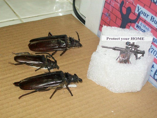 Protect Your Home From Bugs