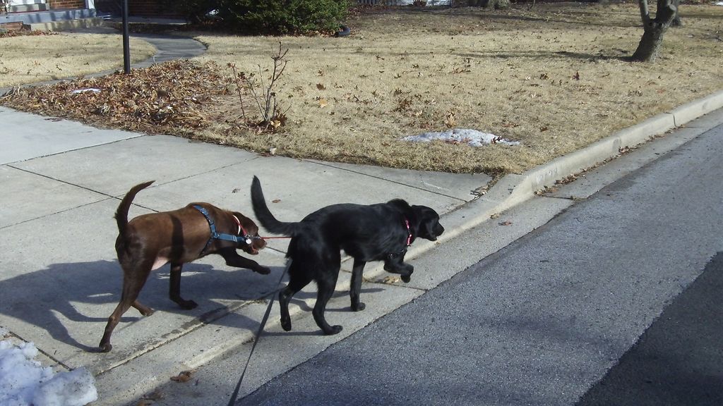 Walking Missy and Rue