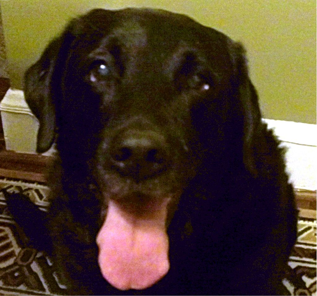 Max our dog