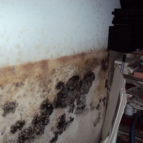 Mold growing on the wall