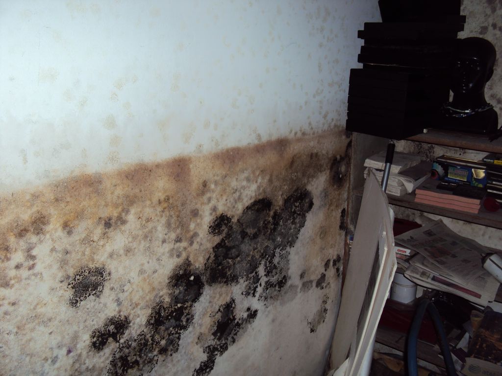 Mold growing on the wall
