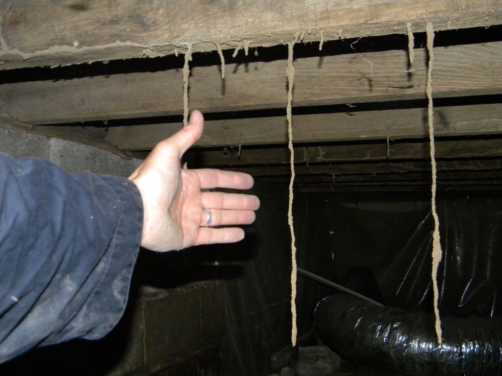 termite tubes located in a crawl space. I try to a